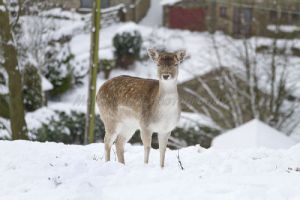 bambi haworth moor december 2 2010 sm.jpg